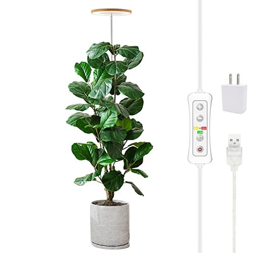 Best Lighting for Indoor Plants