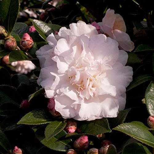 Best Shrubs for Part Shade