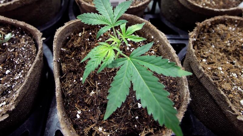 Can I Grow Hemp at Home in Florida