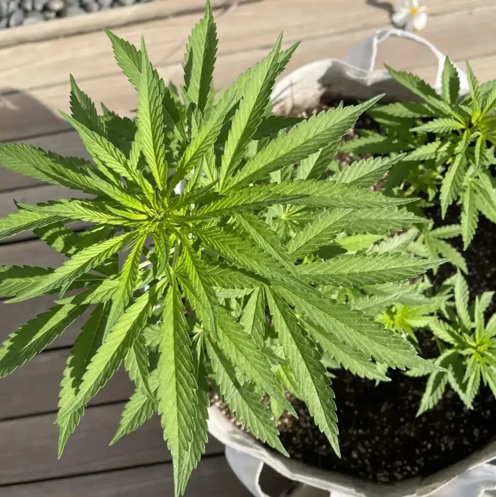 Can I Grow Hemp at Home
