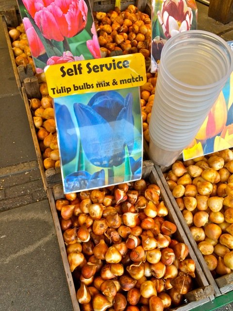 Can You Bring Home Tulip Bulbs from Amsterdam