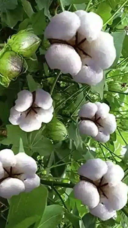 Can You Grow Cotton at Home