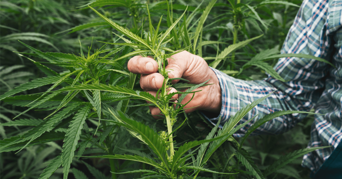 Can You Grow Hemp in Texas at Home