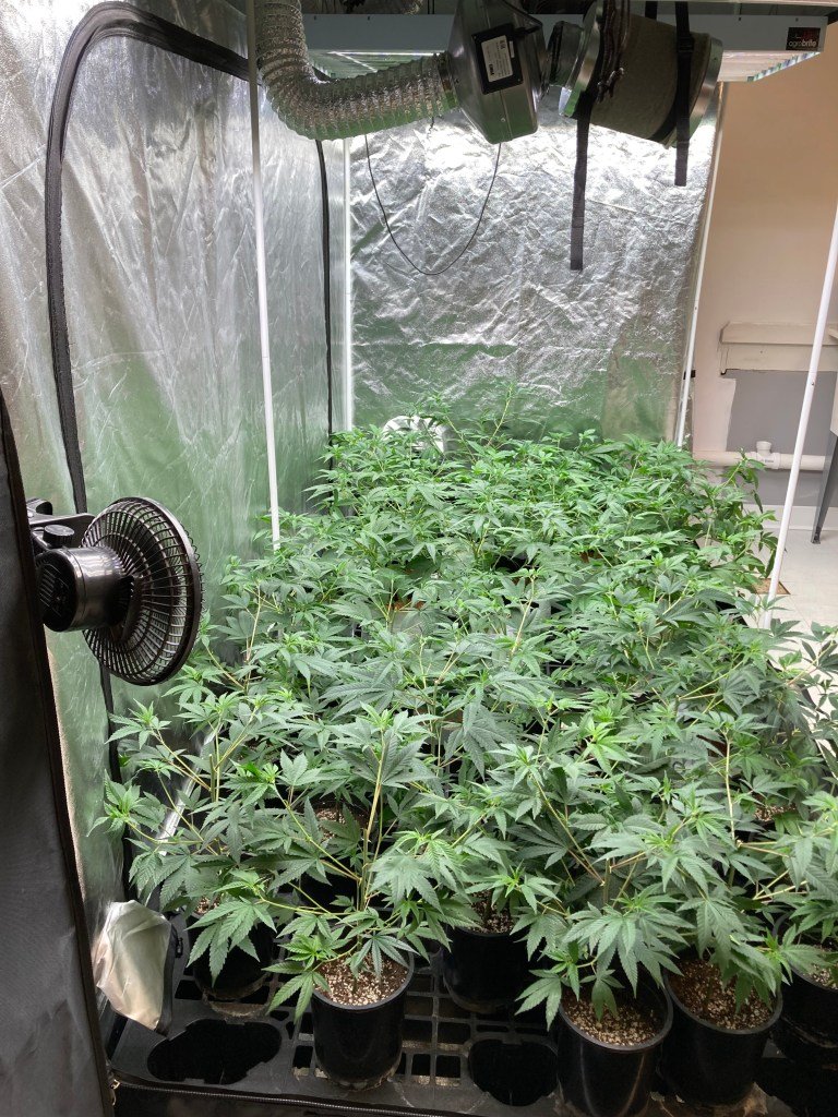 How Many Hemp Plants Can I Grow at Home