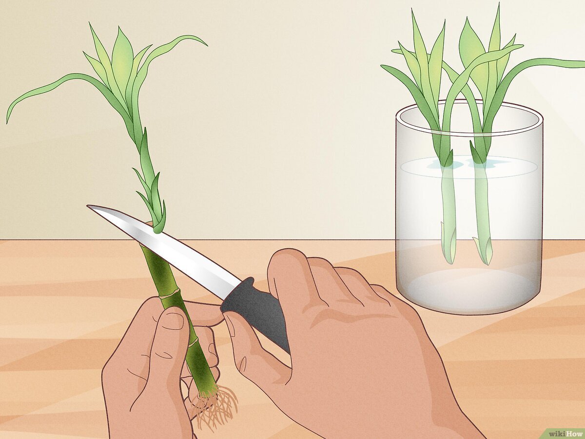 How to Cut Bamboo Sticks at Home