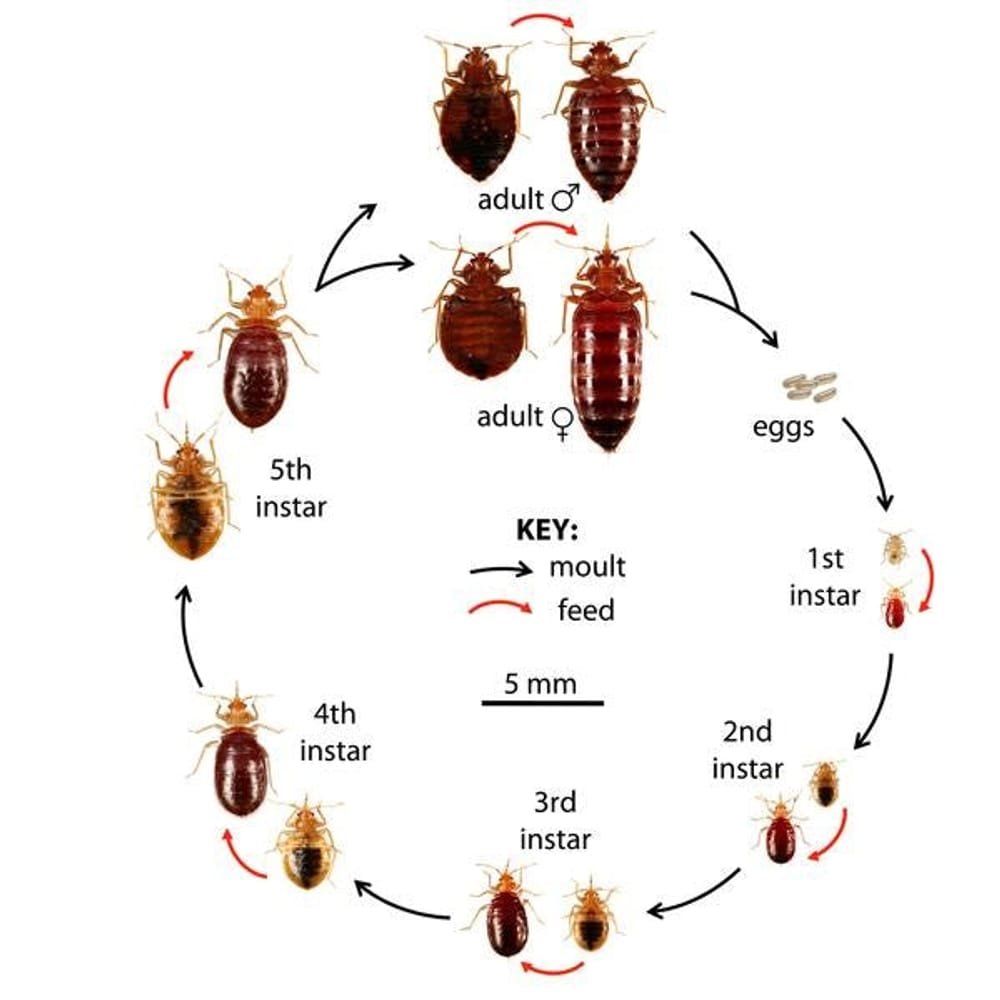 How to Find Bed Bugs in Bedroom