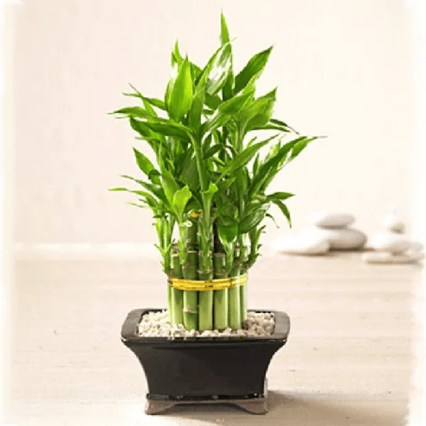 How to Grow Bamboo Inside Home