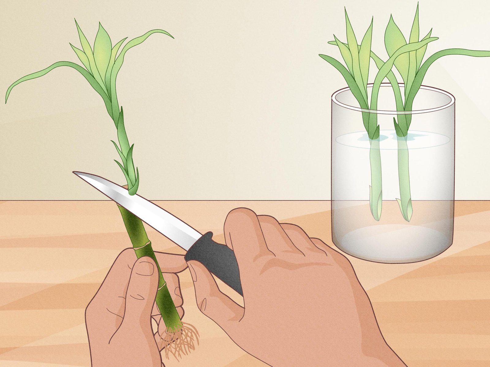 How to Grow Bamboo Plant at Home