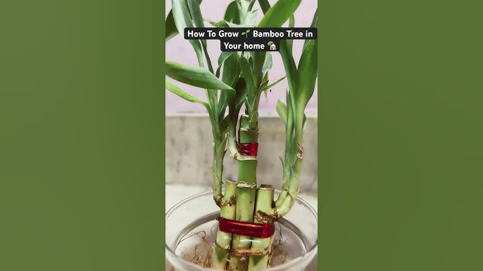 How to Grow Bamboo Tree at Home