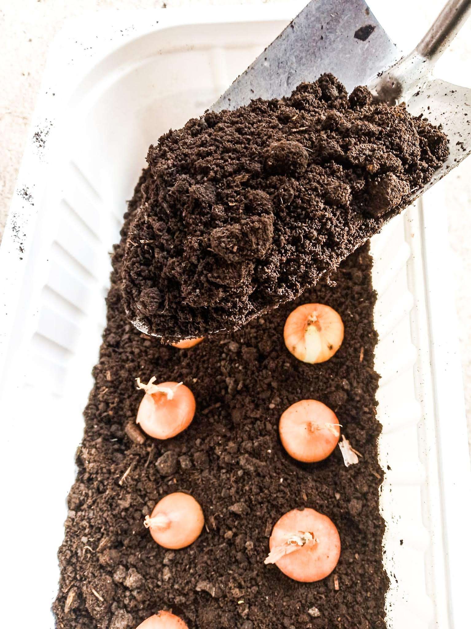 How to Grow Onion Bulbs at Home