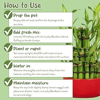 How to Keep Bamboo Plant at Home
