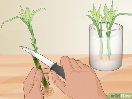 How to Place Bamboo Plant in Home