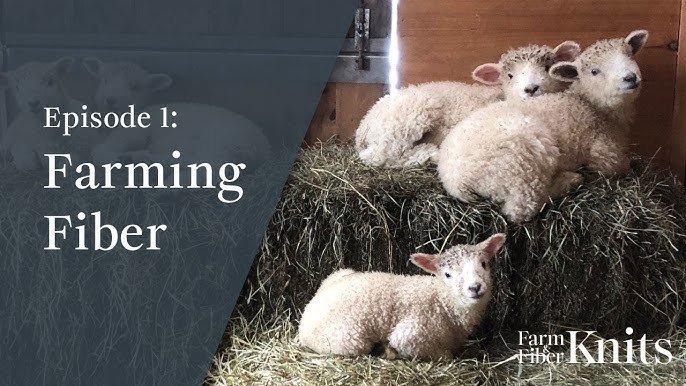 How to Process Sheep Wool at Home