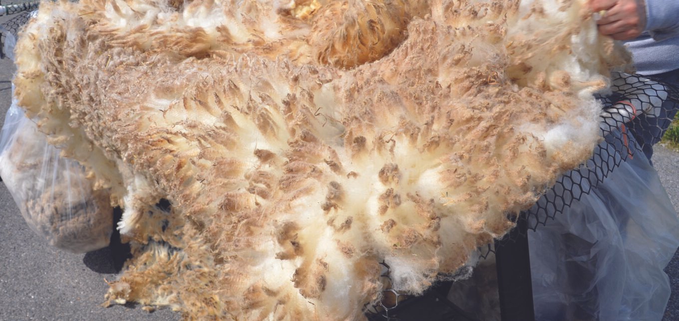 How to Process Wool at Home