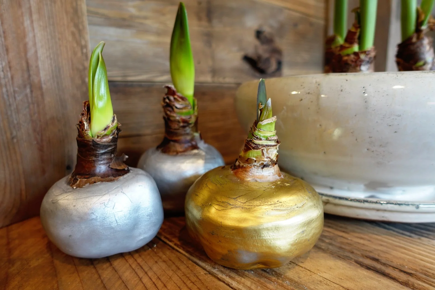 How to Wax Amaryllis Bulbs at Home