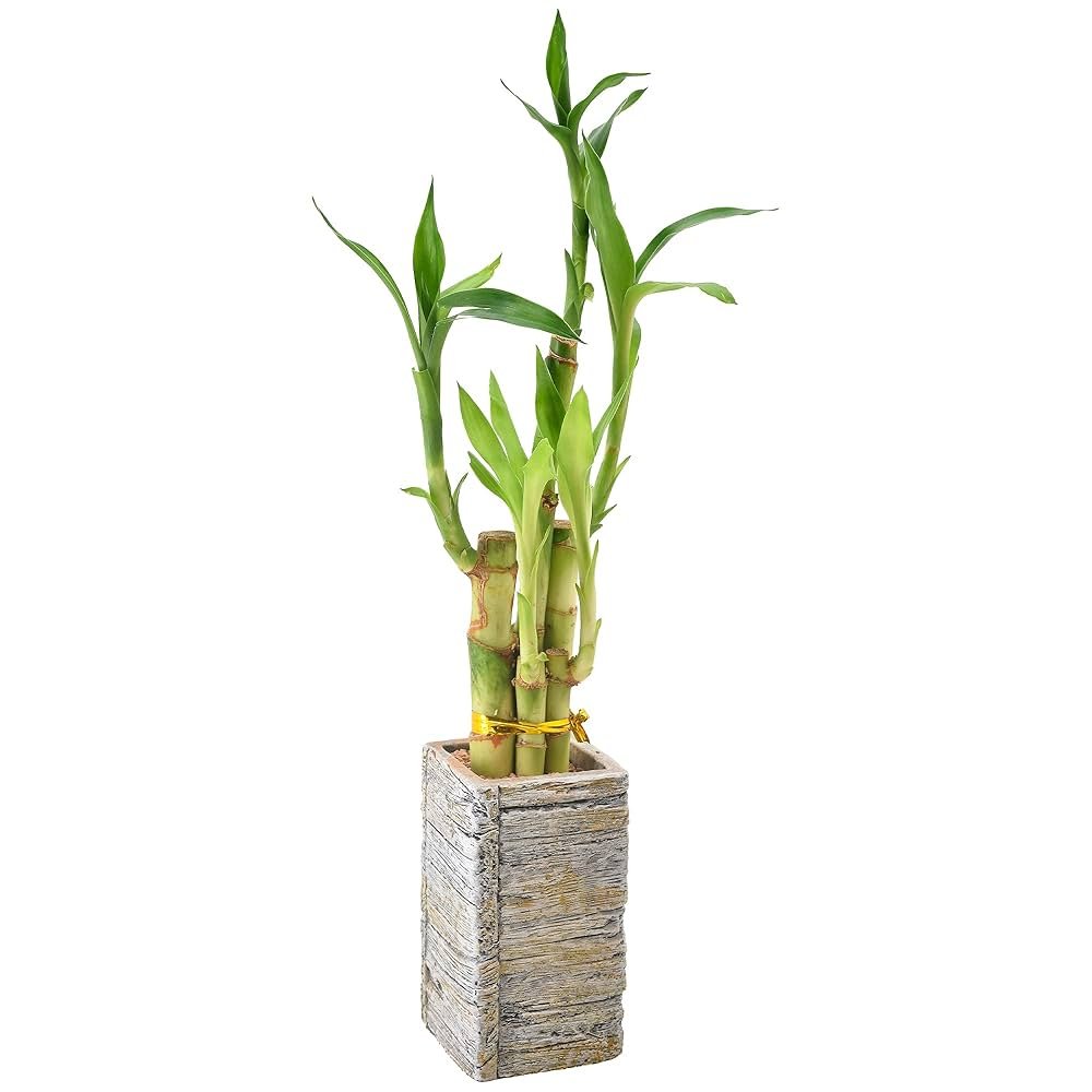 Is Bamboo Plant Lucky for Home
