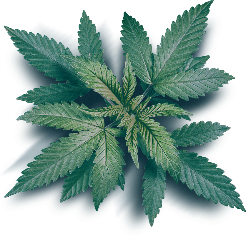 Is It Legal to Grow Hemp at Home