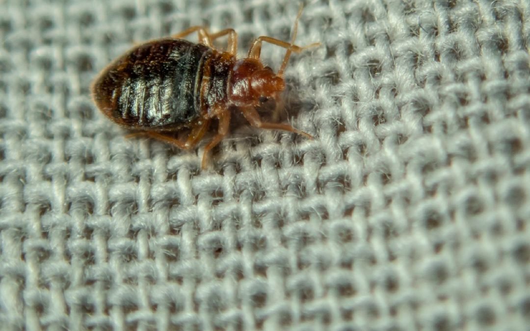 When Do Bed Bugs Spread from Bedroom