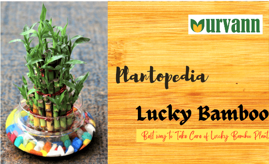 Where to Keep Bamboo Plant at Home
