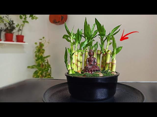 Where to Place Lucky Bamboo in Home