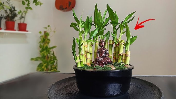 Where to Place Lucky Bamboo Plant in Home